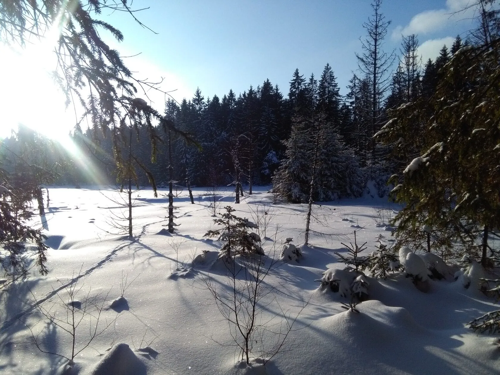 Verschneite Waldlichtung im Gegenlicht der tiefstehenden Wintersonne.